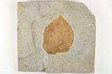 Fossil Leaf (Davidia) - Montana #203361-1